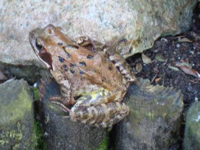 MONSTERFROSCHEN-1.jpg