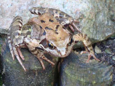 MONSTERFROSCHEN-2.jpg