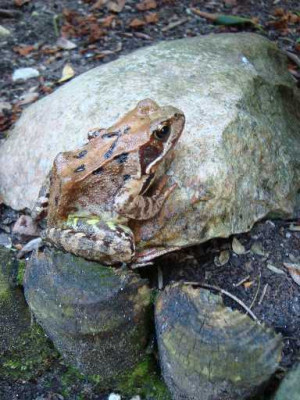 MONSTERFROSCHEN-3.jpg