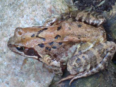 MONSTERFROSCHEN-4.jpg