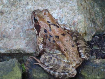 MONSTERFROSCHEN-5.jpg