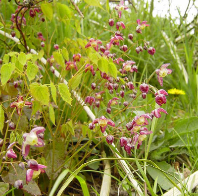 Epimedium_Bluete-2.jpg