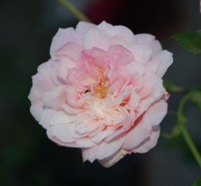 Francois_Juranville_0010__74666.jpg