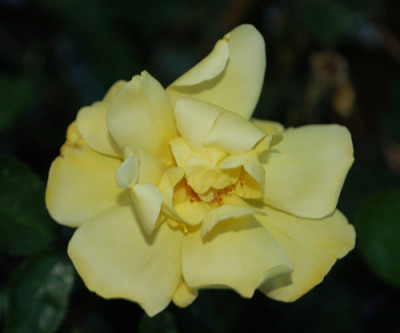 Golden_Showers_0010__74637.jpg