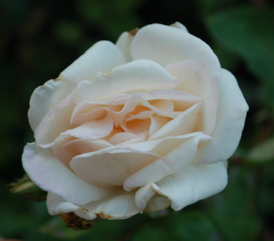 Jacques_Porcher_0010_74624.jpg
