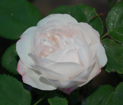 Merveille_de_Lyon_0010__74663.jpg