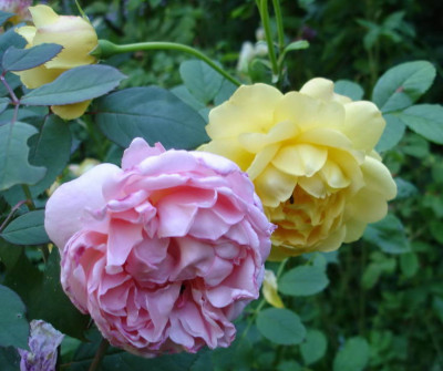Golden_Cadfael1a.JPG