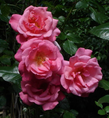Rosenresli1a.JPG