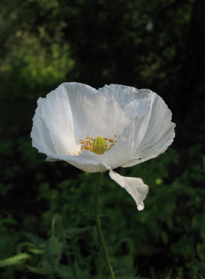 Papaver_rhoeas_wei.jpg