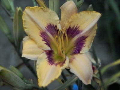 k-Topaz_Gem_12.jpg