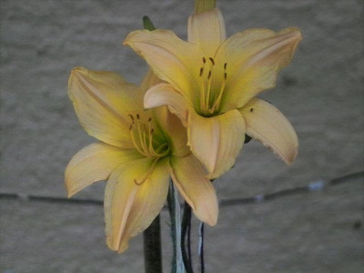k-Satin_Glass_5.jpg