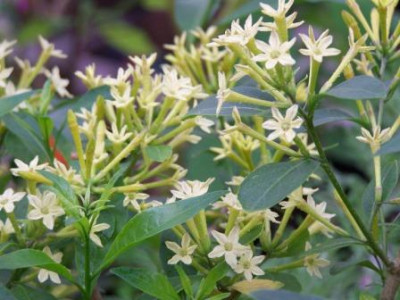 Cestrum_parqui.JPG