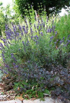 Lavendula_richard_grey.jpg