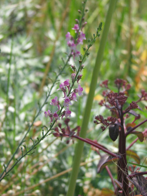 sedum_xenox_linaria.jpg