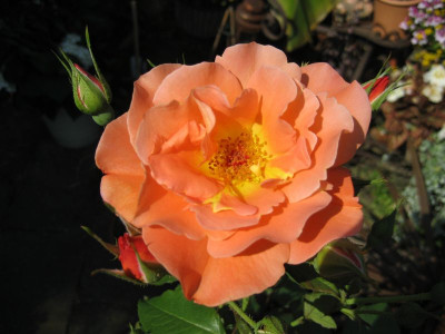 2010-07-11_Westerland1.jpg