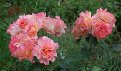 Augusta_Luise_0010__74735.jpg