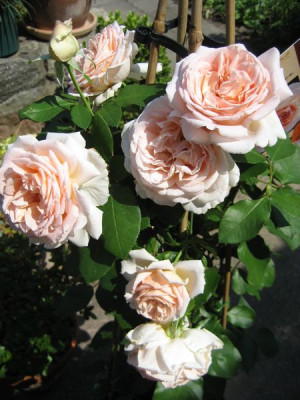 2010-07-11_Andre_le_Notre.jpg