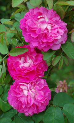 Rosabella_0010__74699.jpg