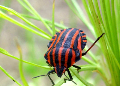 graphosoma_italicum-1_Desktop_Auflosung.jpg