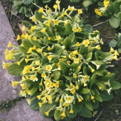 Primeltuff003.jpg