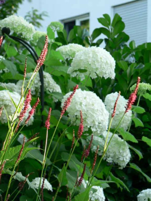 FiretailAnnabelle100711.jpg