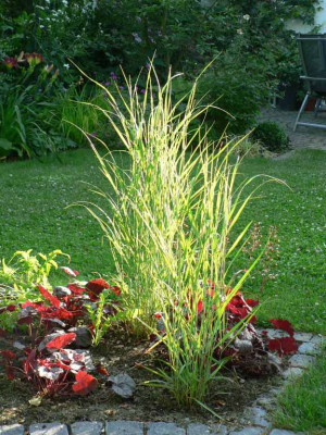 RutenhirseHeuchera100711.jpg