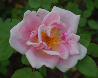 Nevada_0010__5095.jpg