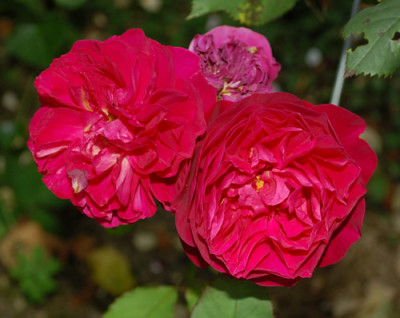 Bicentenaire_de_Guillot_0010__74695.jpg