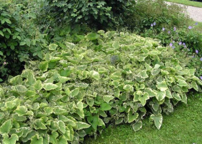brunnera_hadspen_cream_seitenstetten.jpg