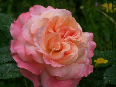 Augusta_Luise_2010.jpg