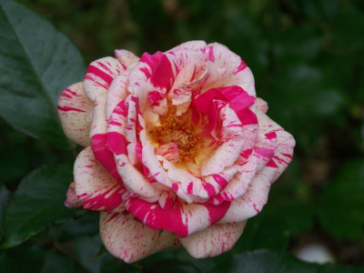 Broceliande_2010.jpg