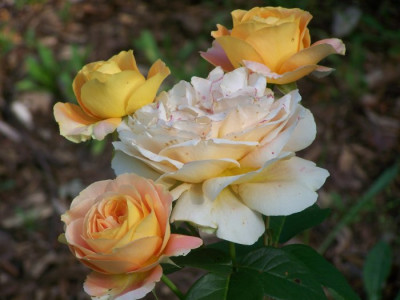 Candlelight_2010.jpg