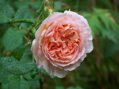 Abraham_Darby_2010.jpg