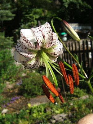 DSCF1975.JPG