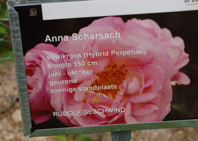 Anna_Scharsach_0011__69912.jpg