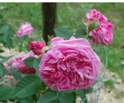 Aurelia_Liffa_0010__70004.jpg