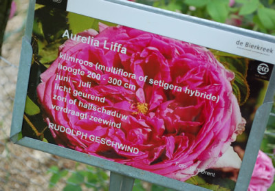Aurelia_Liffa_0011__70009.jpg