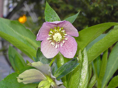 Helleborus_gepunktet-.1.jpg