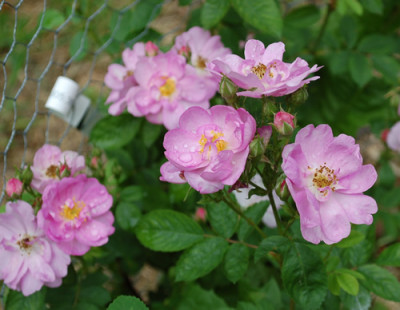 Namenlos_0010__9926.jpg