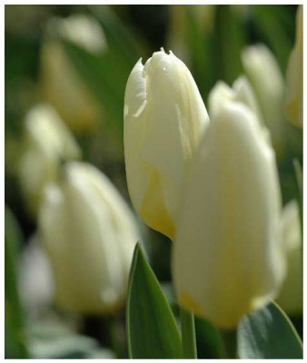 Tulipa_Purissima_-The_White_Emperor_09-04-05.jpg