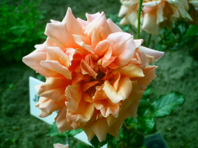 Jeanne-Saultier.jpg