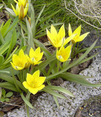 Tulipa_urumiensis-1.jpg