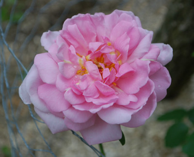 Erlkonig_0010__69989.jpg