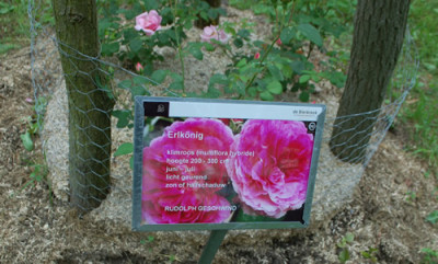 Erlkonig_0011__69995.jpg