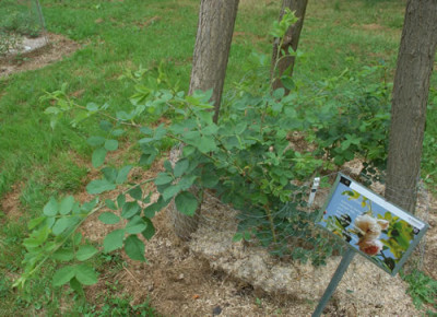 Eurydice_0010__70062.jpg