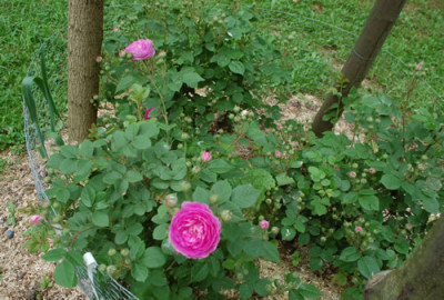 Forstmeisters_Heim_0010__69931.jpg