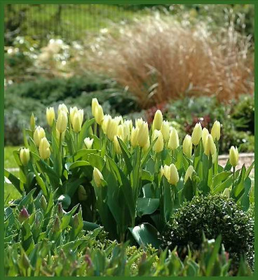 Tulipa_Purissima_-_The_While_Emperor_in_Masse_09-04-05.jpg