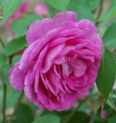 Futtacker_Schlingrose_0010__69998.jpg