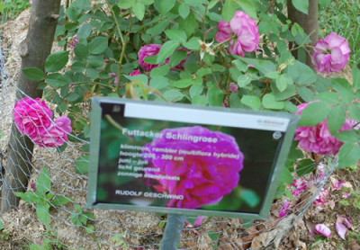 Futtacker_Schlingrose_0011__70003.jpg