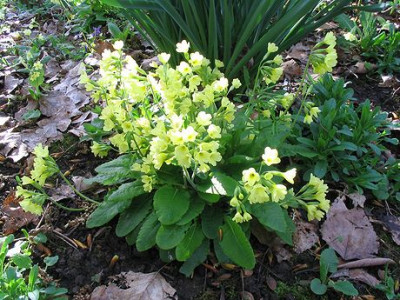 Primula_elatior_94.jpg